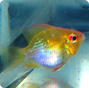 Ram - Bonsai Long Finned Gold - 1 inch